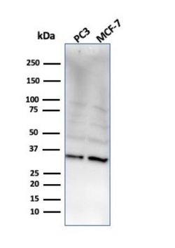 NKX2.8 Antibody (NKX28/2548) - Azide and BSA Free, Novus Biologicals 100 &mu;g | Buy Online | Novus Biologicals | Fisher Scientific